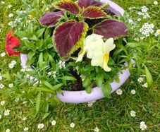 flower pots