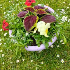 flower pots