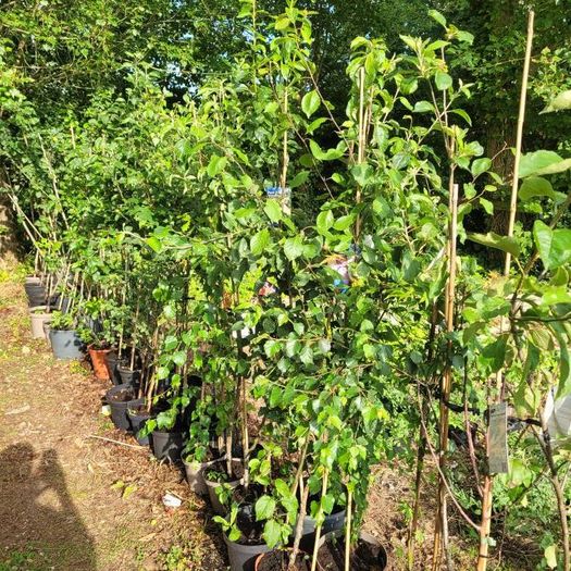 10 fruit trees
