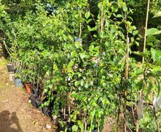 10 fruit trees