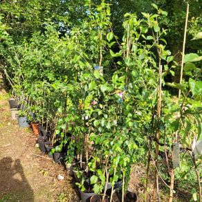 10 fruit trees