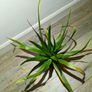 indoor plant Image 4