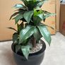 Large Artificial Dracaena Plant in Modern Black Pot Excellent Condition Image 4