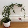 Blooming hoya Image 3