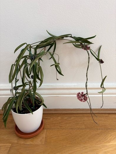 Blooming hoya