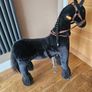 Ride on mechanical pony Image 3