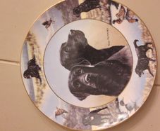 Labrador Wall plate