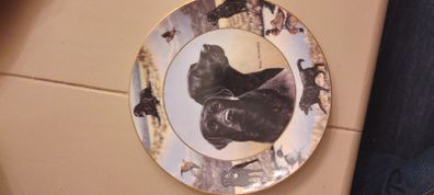 Labrador Wall plate