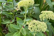 outdoor plant