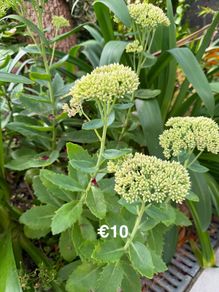 outdoor plant