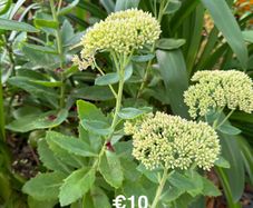 outdoor plant