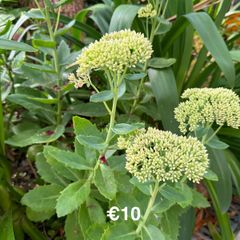 outdoor plant