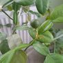 Kaffir lime tree House plant Image 2
