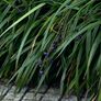 Plant Dianella Image 5