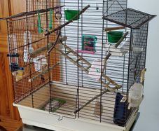 Bird Cage