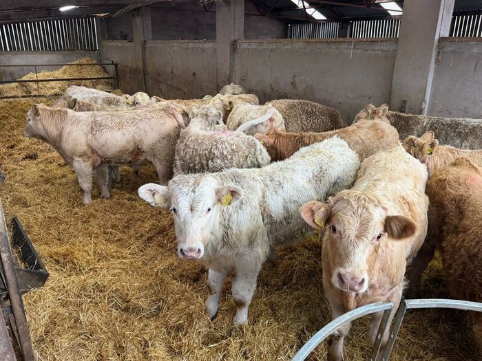 Charolais Bull Calves