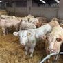 Charolais Bull Calves Image 7