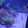 Red sea reefer g2 250 xxl Image 2