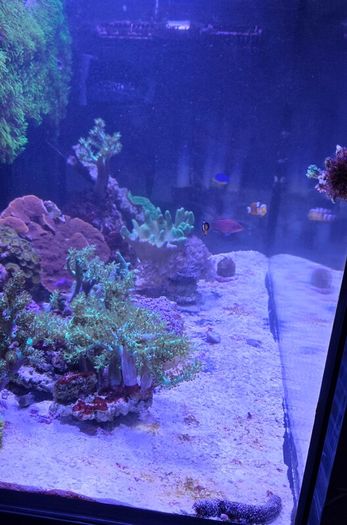Red sea reefer g2 250 xxl