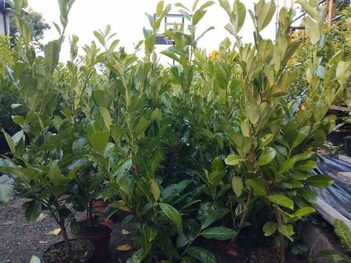 Cheap Instant 4 Foot Tall Laurel Hedge