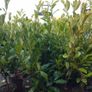Cheap Instant 4 Foot Tall Laurel Hedge Image 8