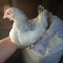 bantam chicks Image 5