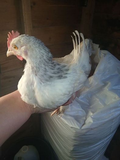 bantam chicks