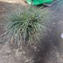 Festuca Grass Plant Image 4