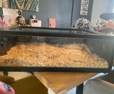 Reptile Enclosure