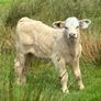 Cows calf Image 4