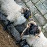 Hogget rams and ram lamb Image 2