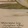 Edith Holden Framed Vintage Botanical Plate - July Country Diary of an Edwardian Lady (28.5x33.5cm) Image 4