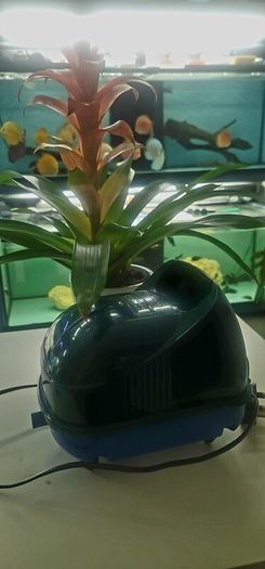 blangdon pond airpump aquarium fish room