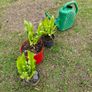 Fern Plants X 3 Image 3