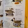 Sea & Freshwater. Birds. Usbourne Spotters Guide. With Internet Links. Beautiful Illustrated Book In Good Condition. Image 6
