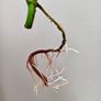 No.7 Baby Monstera Green On Green Image 9