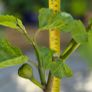 Fig Tree Image 3