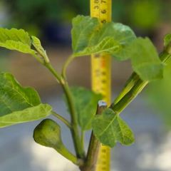 Fig Tree 140cm / 55 inches
