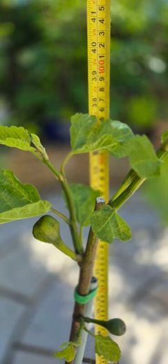 Fig Tree