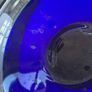 Vintage Heavy Beautiful Cobalt Glass Bowl Image 3