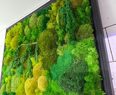 Wall decor 55x77cm natural moss