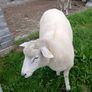 Galway sheep Image 9