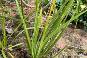 Palm trees (Cordyline Australis)