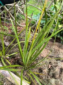 Palm trees (Cordyline Australis)