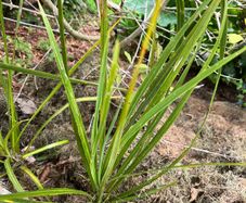 Palm trees (Cordyline Australis)