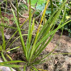Palm trees (Cordyline Australis)