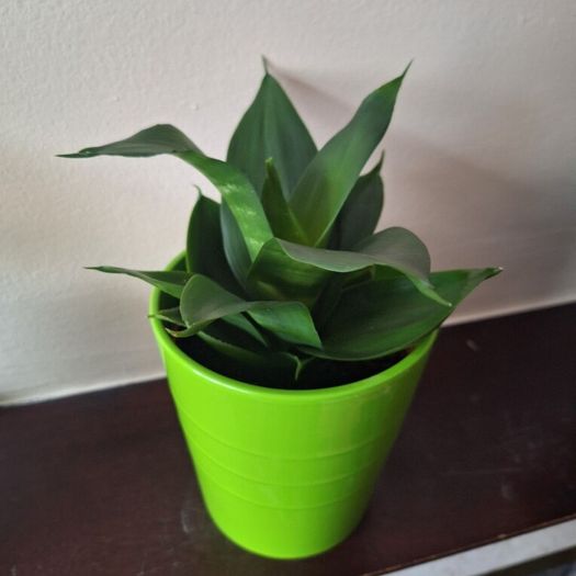 Sansevieria Hahnii Snake Plant in Bright Green Pot