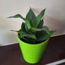Sansevieria Hahnii Snake Plant in Bright Green Pot Image 2