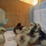 Pekin bantam chicks Image 2