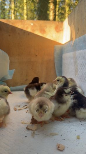 Pekin bantam chicks